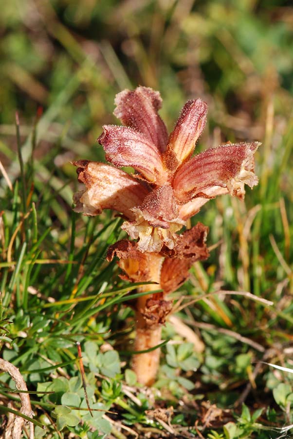 Orobanche sp.